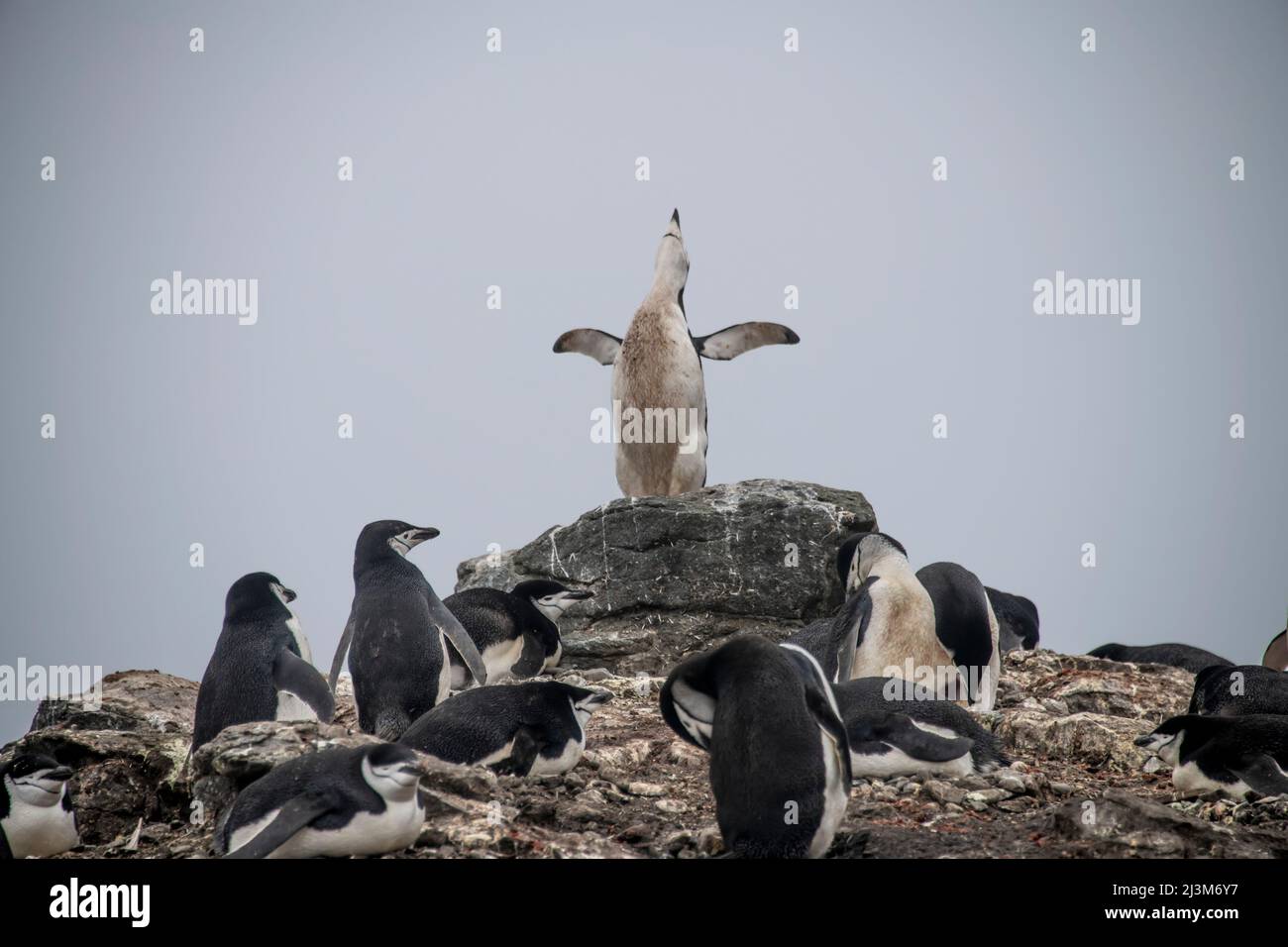 Chinstrap penguins (Pygoscelis antarcticus) at South Shetland Island of Barrientos, in Antarctica; Antarctica Stock Photo