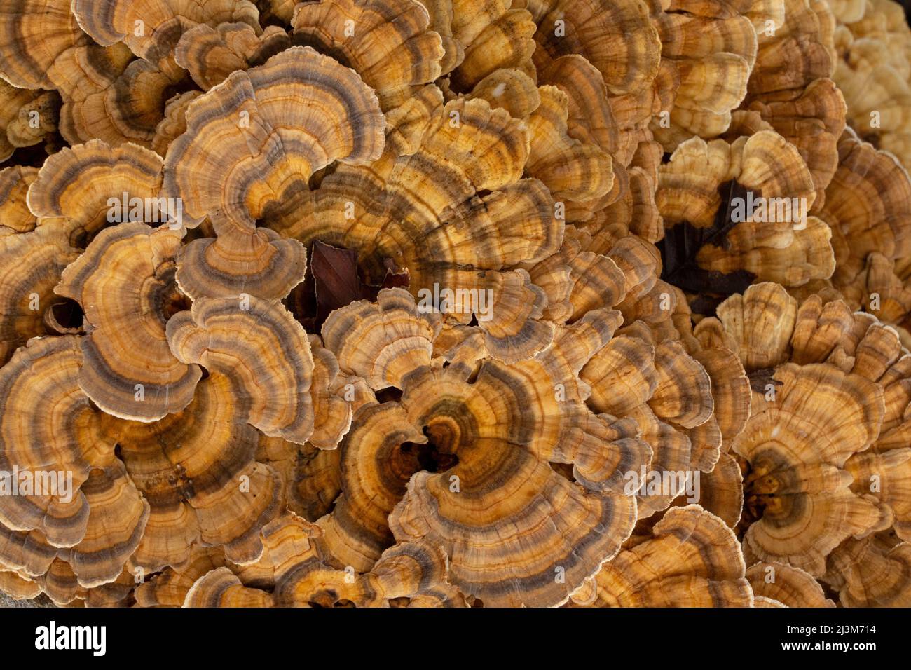 Turkey Tail fungi (Trametes versicolor); St. Thomas, Ontario, Canada Stock Photo