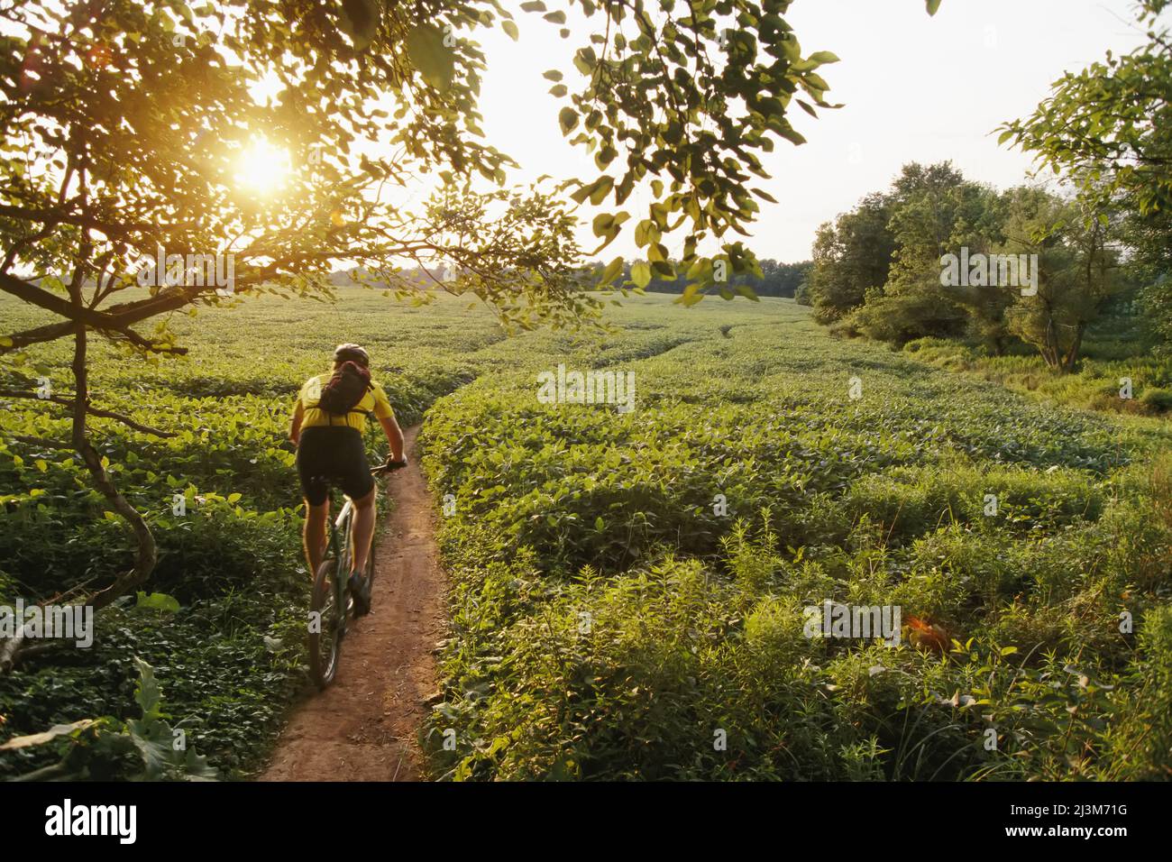 A bicyclist rides on a path through soybean fields.; Seneca State Park, Maryland, USA Stock Photo