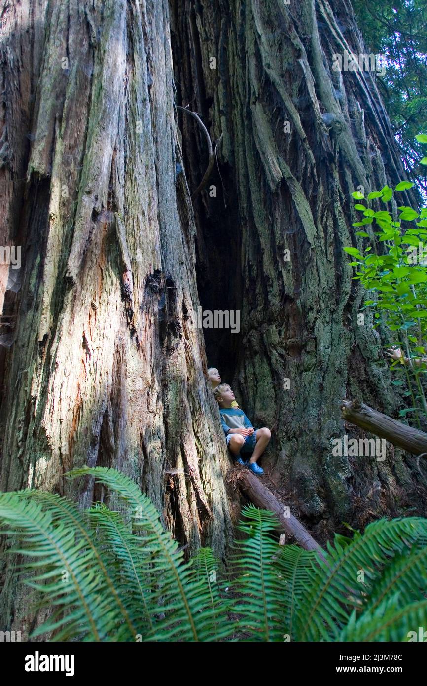Two boys nestled in a giant redwood tree trunk.; Northern California. Stock Photo