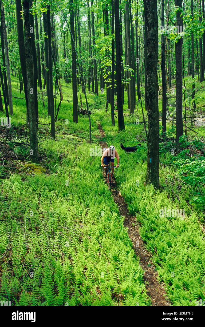 A cyclist and his dog travel along a wooded, fern-lined trail.; Forbes State Forest, Pennsylvania. Stock Photo