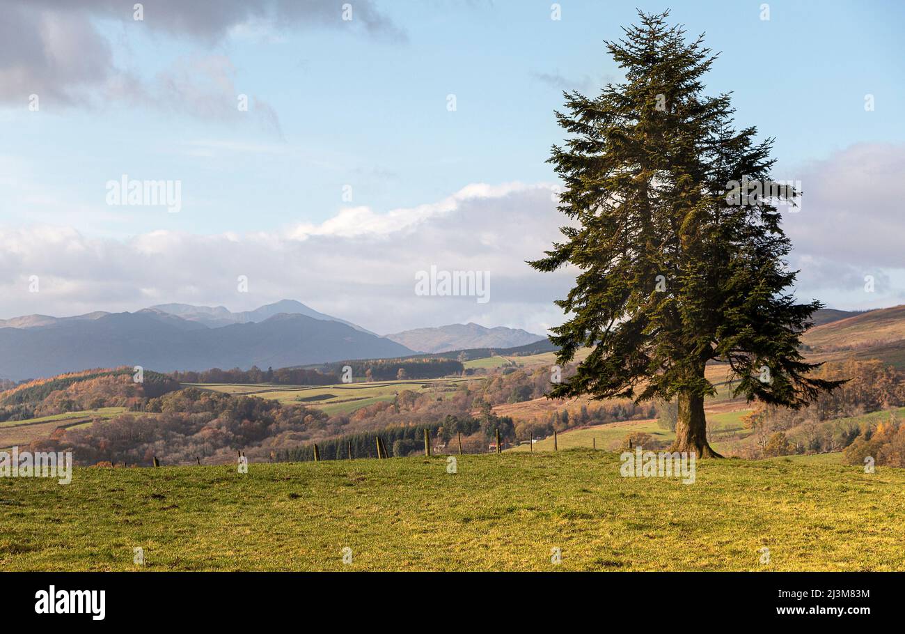 Tree growing over fence hi-res stock photography and images - Alamy