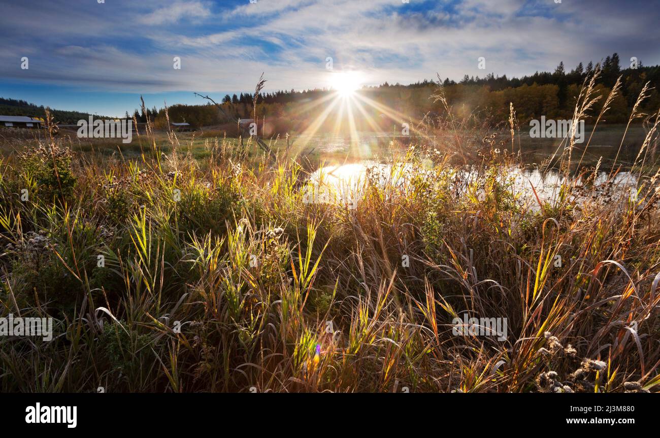 Sunburst over the horizon to illuminate grasses with it's bright rays; 108 Mile House, British Columbia, Canada Stock Photo