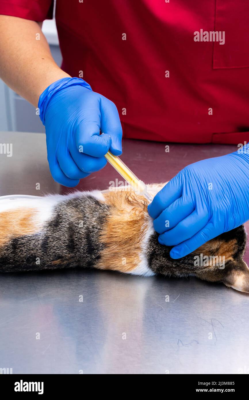 Vet nurse placing a pet microchip in the neck of a cat Stock Photo Alamy