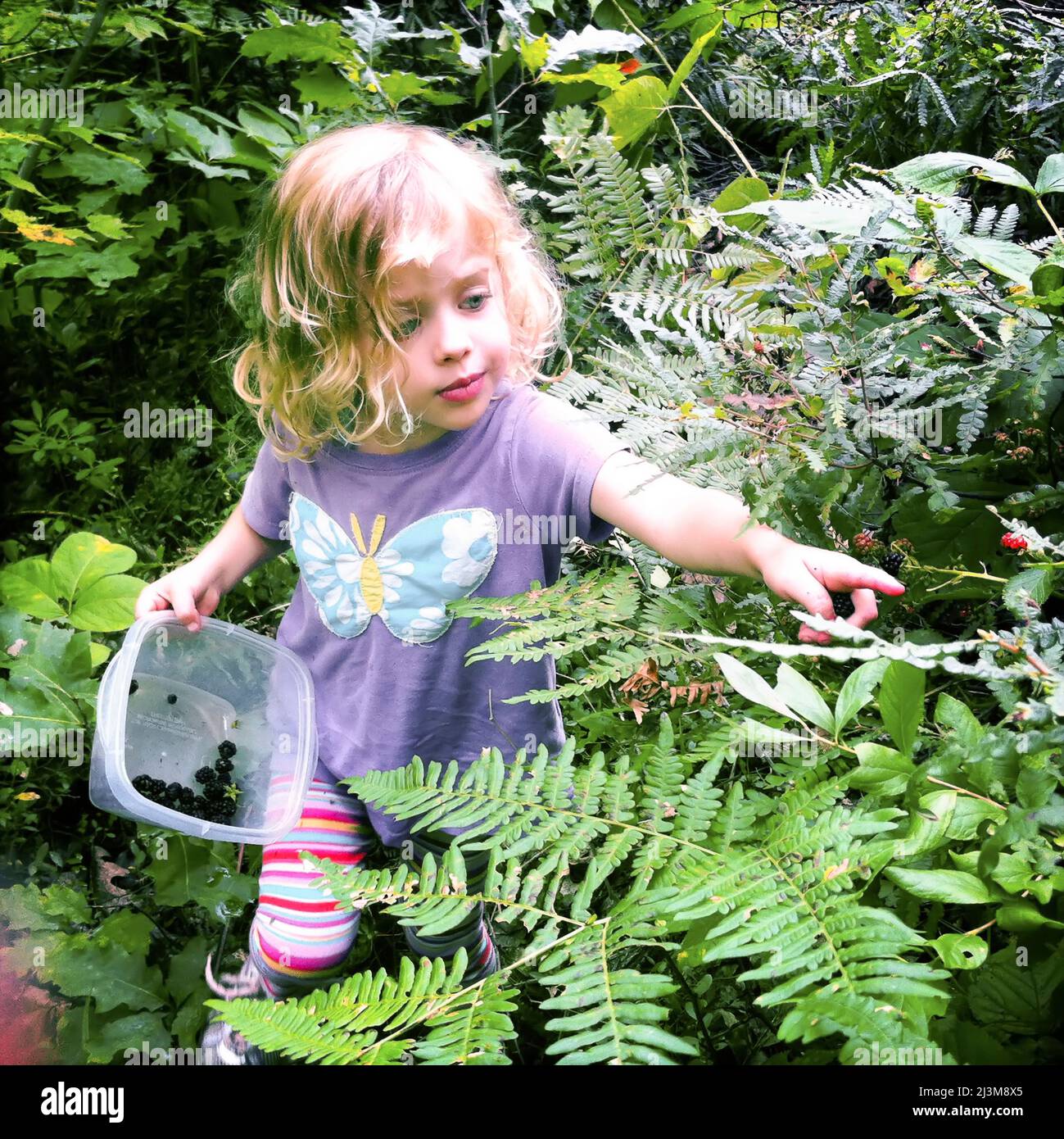 A two year old girl picks wild blackberries in the woods near Sebago