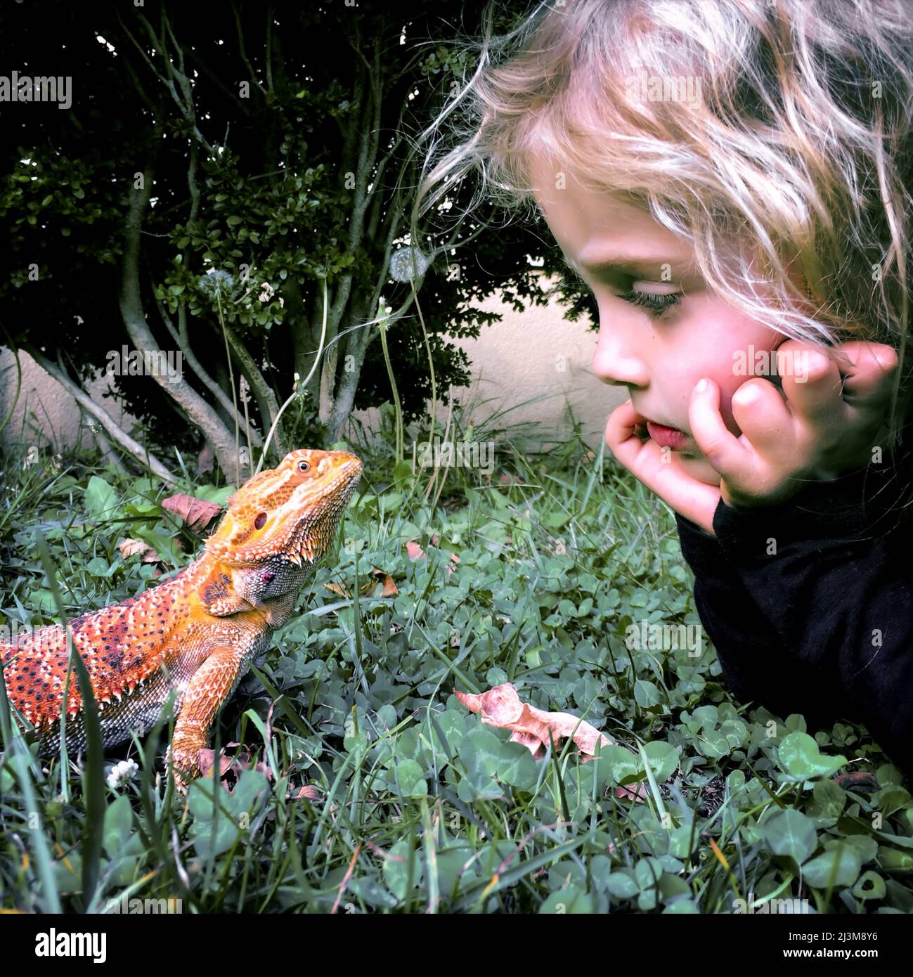 A four year old girl makes eye contact with her bearded dragon.; Cabin
