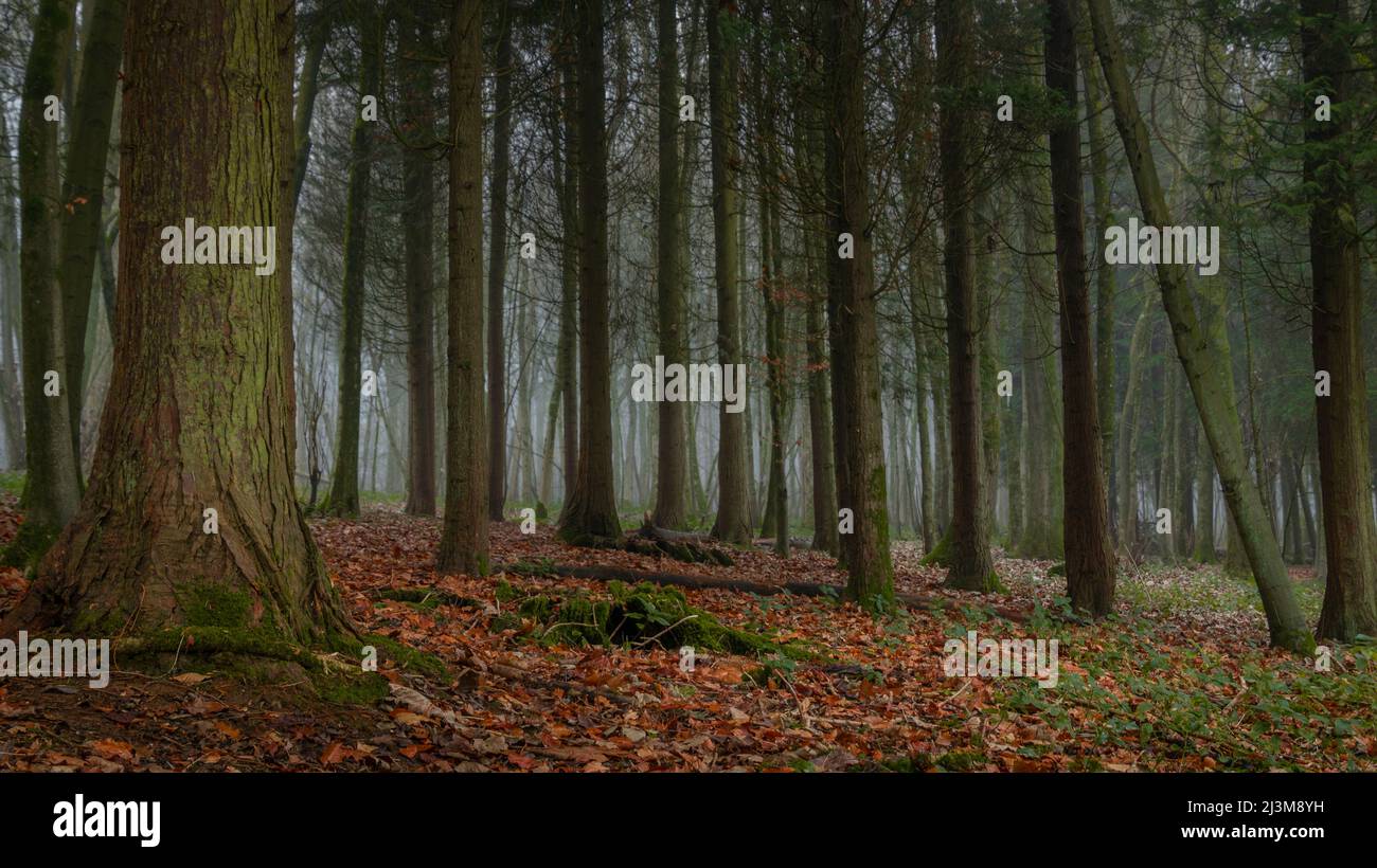 A thin fog lingers in a forest of evergreen trees; Brighton, East Sussex, England Stock Photo