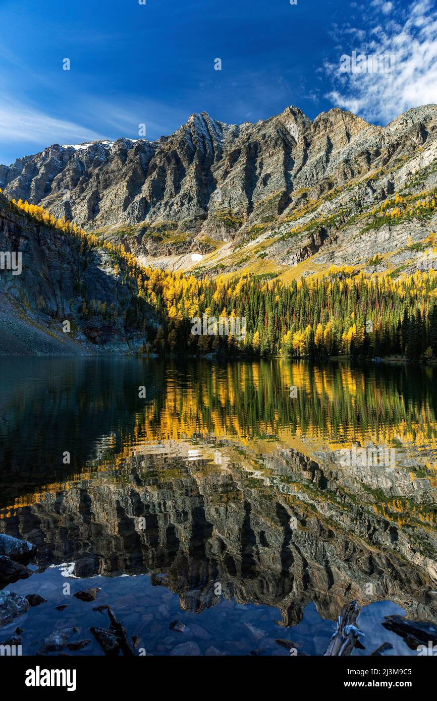 Mountain reflecting on Lake Louise with glowing yellow larch trees in