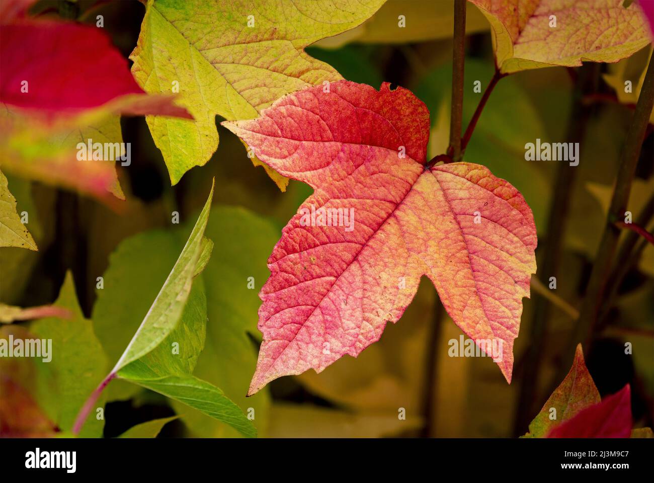 Turning a leaf hi-res stock photography and images - Alamy