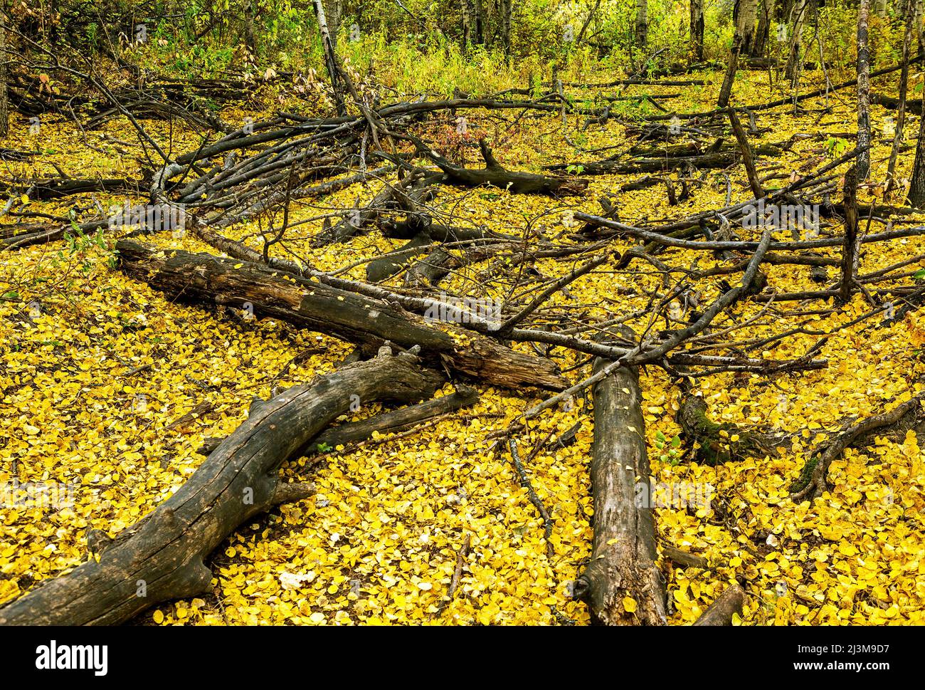 Dead burned tree trunks and branches on the forest ground covered with