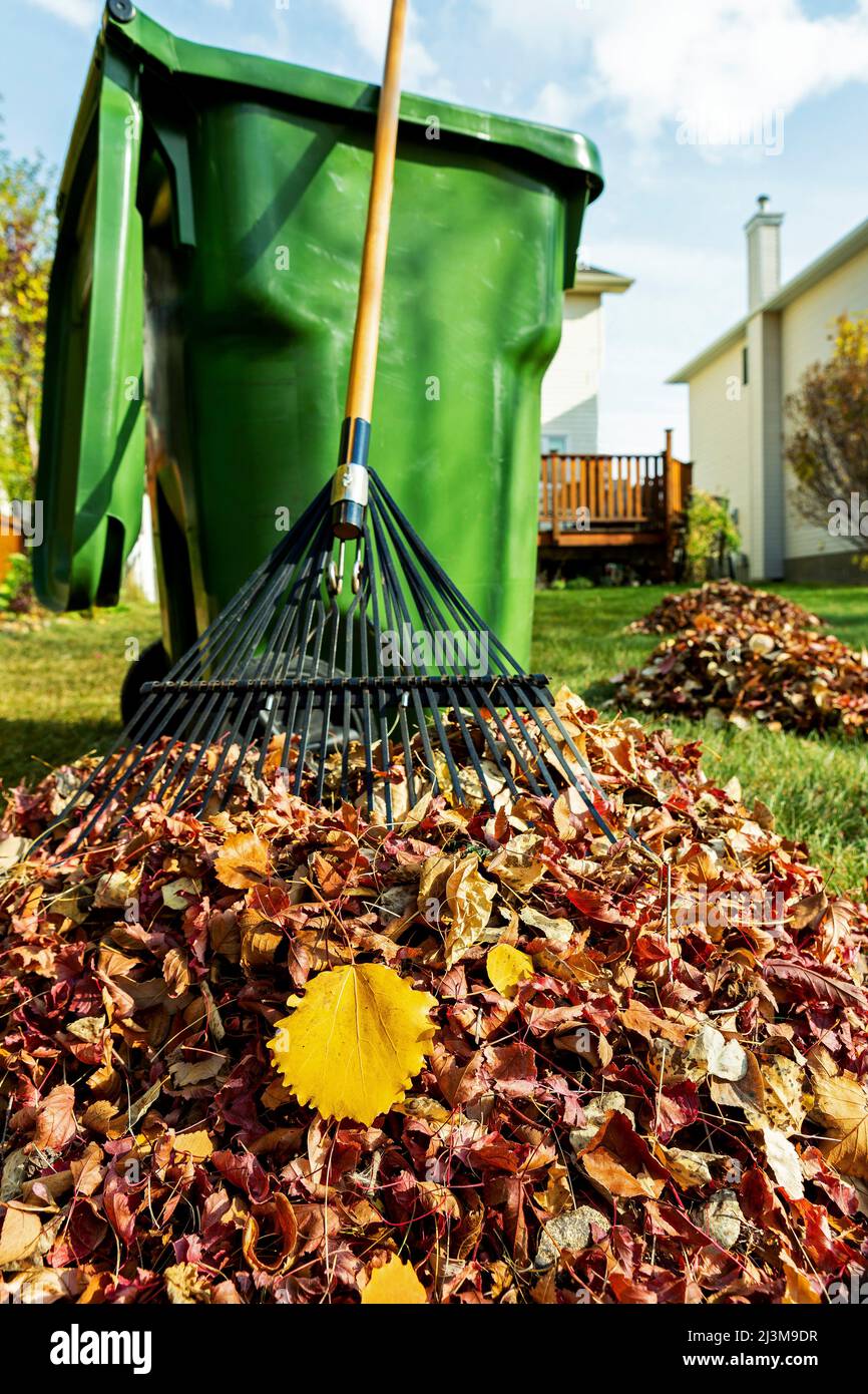 Close up of a pile of raked leaves with rake and green compost bin in