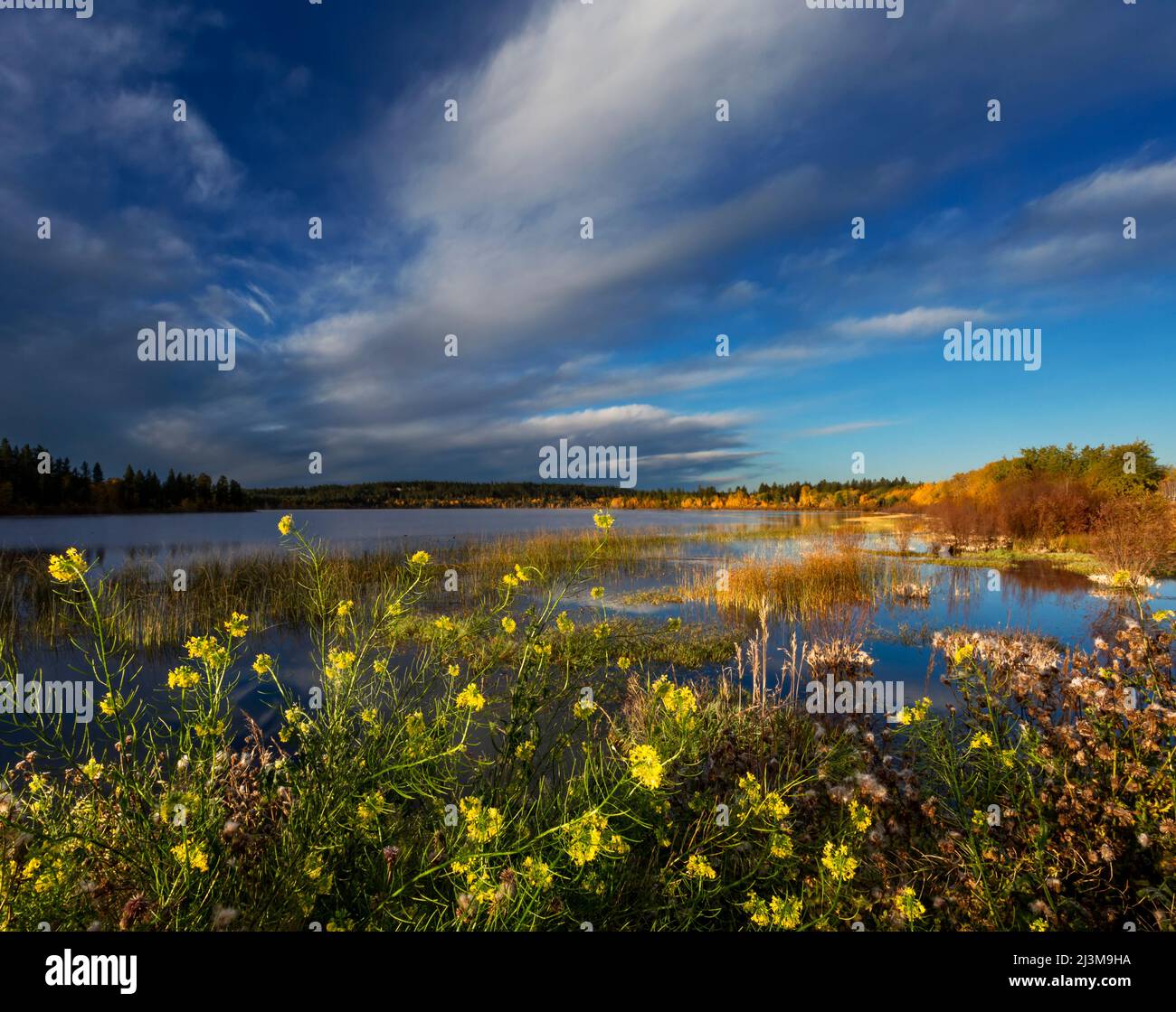 Wildflowers blossoming along a tranquil pond at sunset; 108 Mile House, British Columbia, Canada Stock Photo