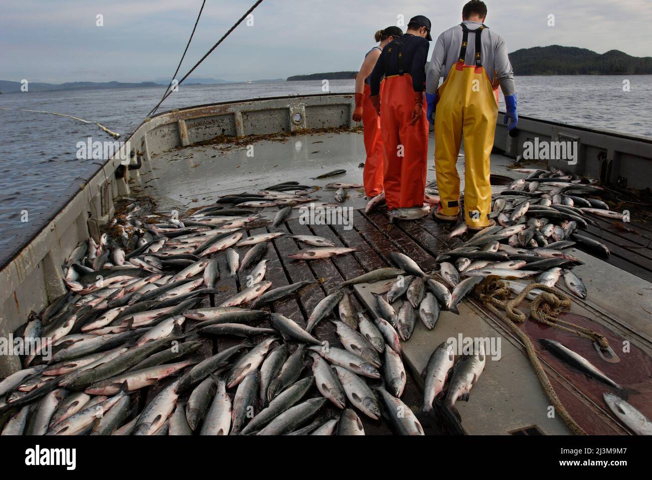 Stock photo of Large number of fishing boats fishing for Sockeye salmon  (Oncorhynchus…. Available for sale on