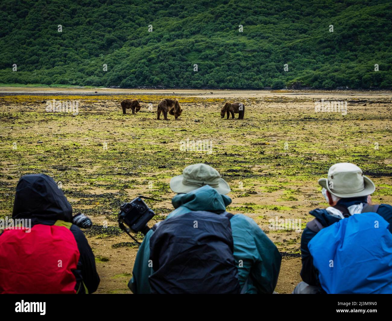 Bear watching, Coastal Brown Bears (Ursus arctos horribilis) grazing for clams at low tide in Geographic Harbor, Katmai National Park and Preserve Stock Photo