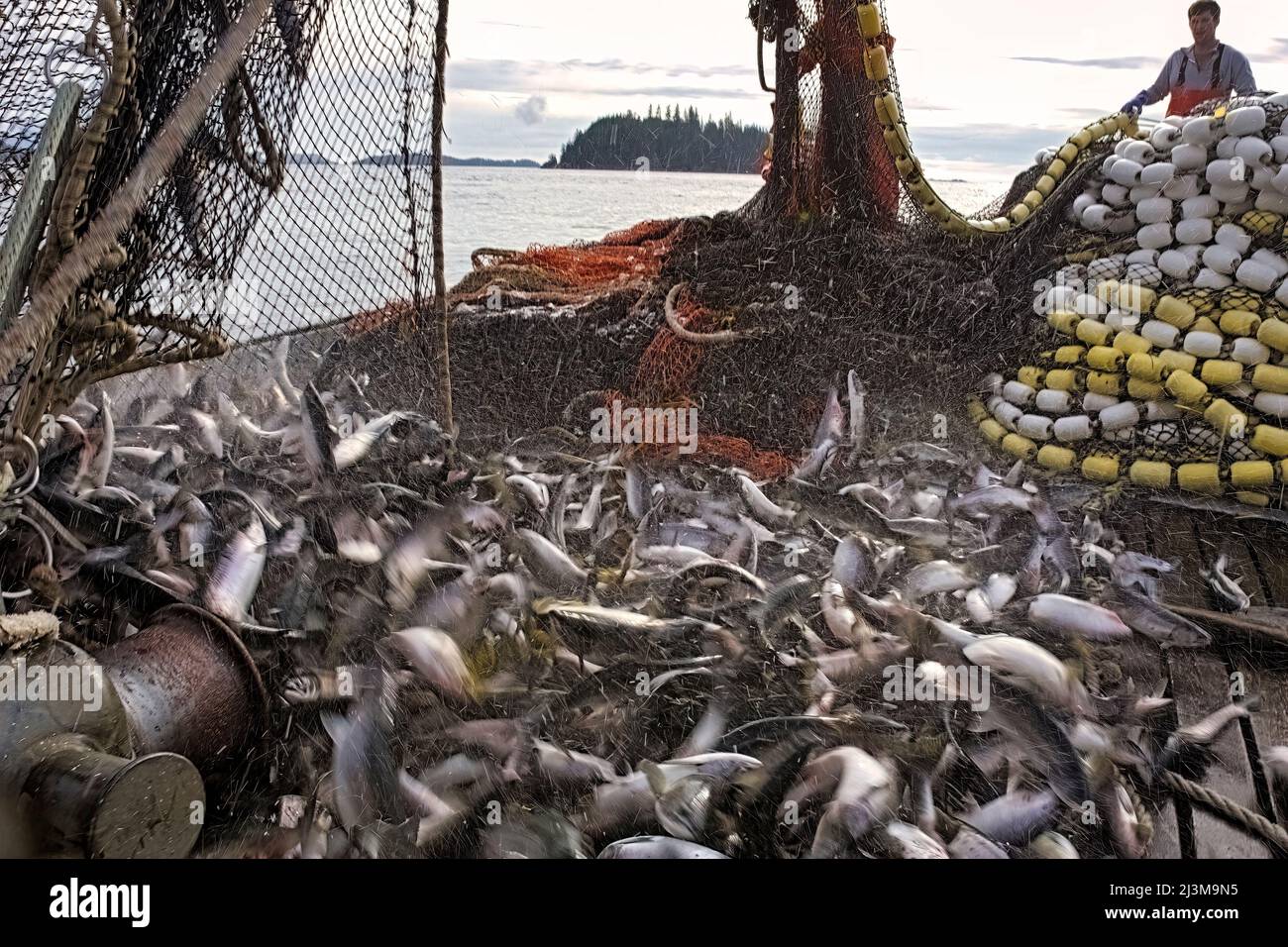Purse seine fishing america hi-res stock photography and images - Alamy