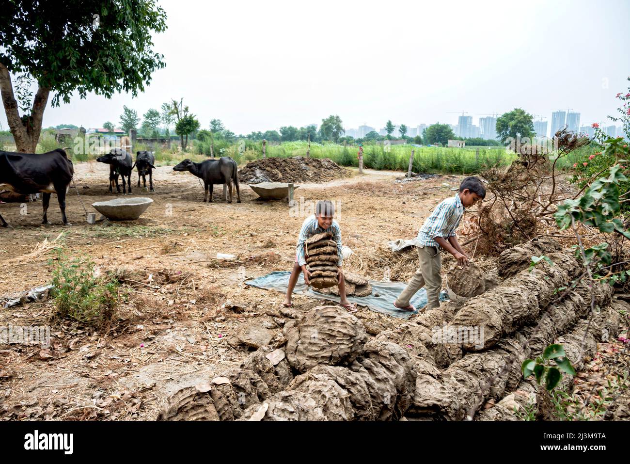 Working cattle hi-res stock photography and images - Alamy