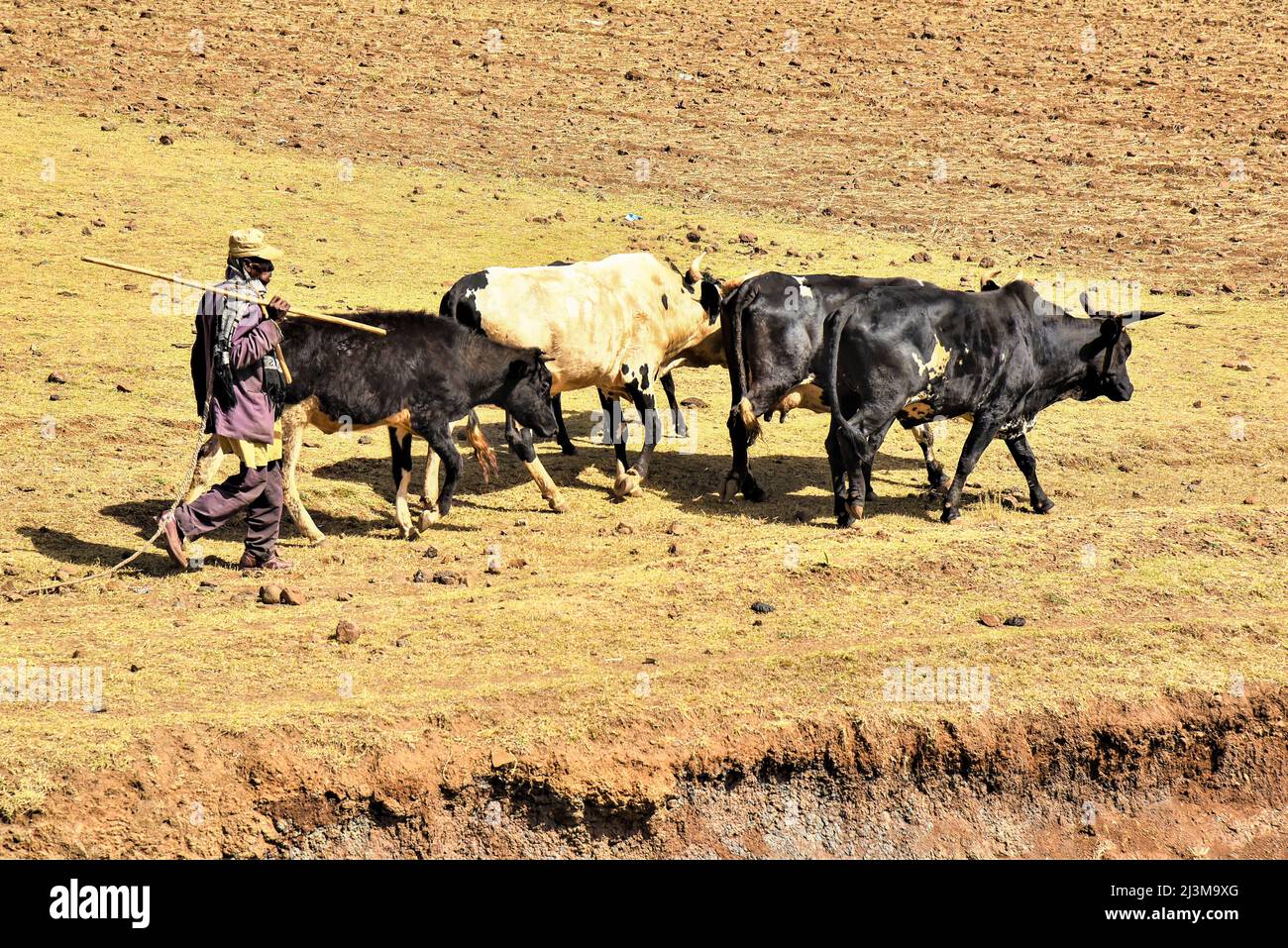 Cattle herder moving cattle across arid farmland; Ethiopia Stock Photo
