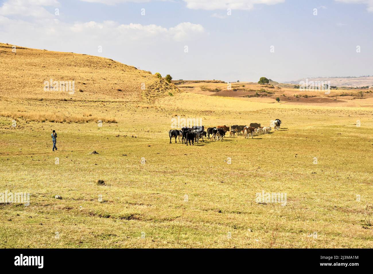 Cattle herder moving cattle across arid farmland; Ethiopia Stock Photo