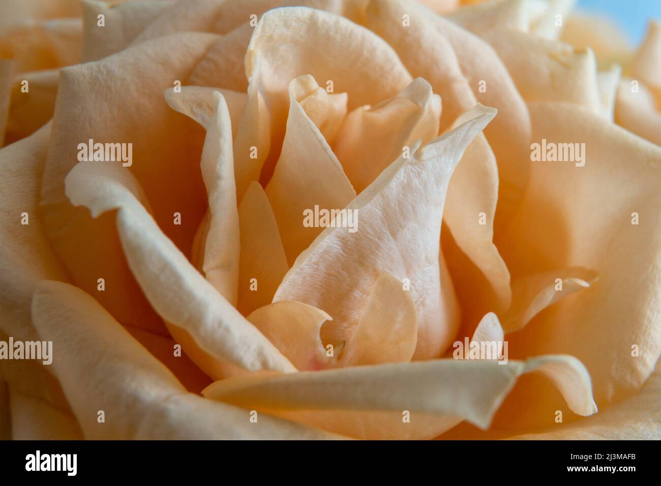 Cream tea rose bud close up, macro photography Stock Photo