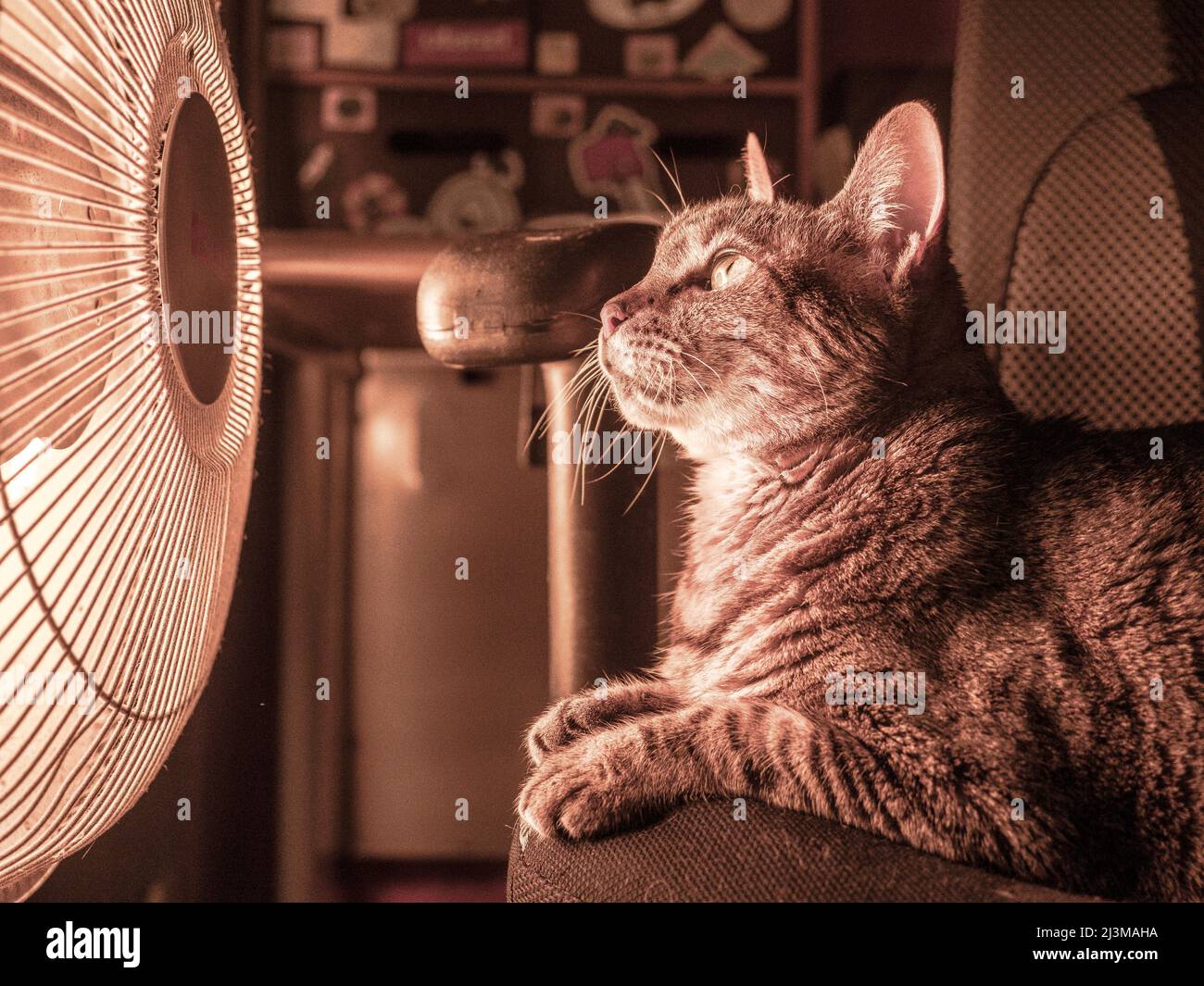 Tabby cat keeping warm by a heater in winter Stock Photo Alamy