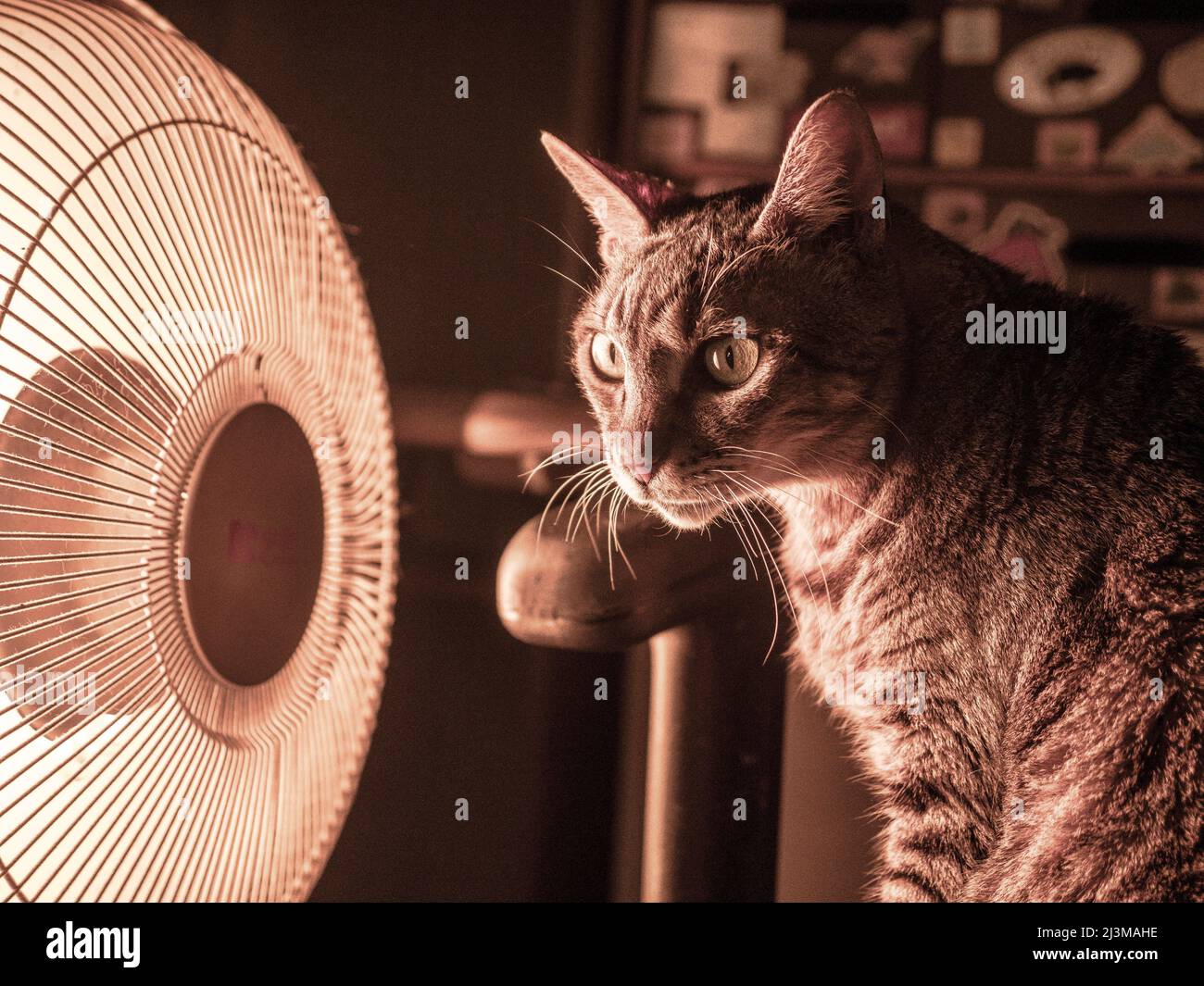 Tabby cat keeping warm by a heater in winter Stock Photo Alamy