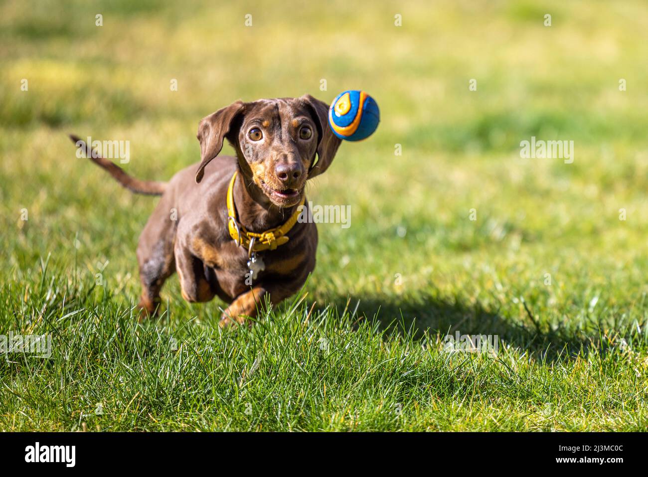 Dachshund playing hi res stock photography and images Alamy