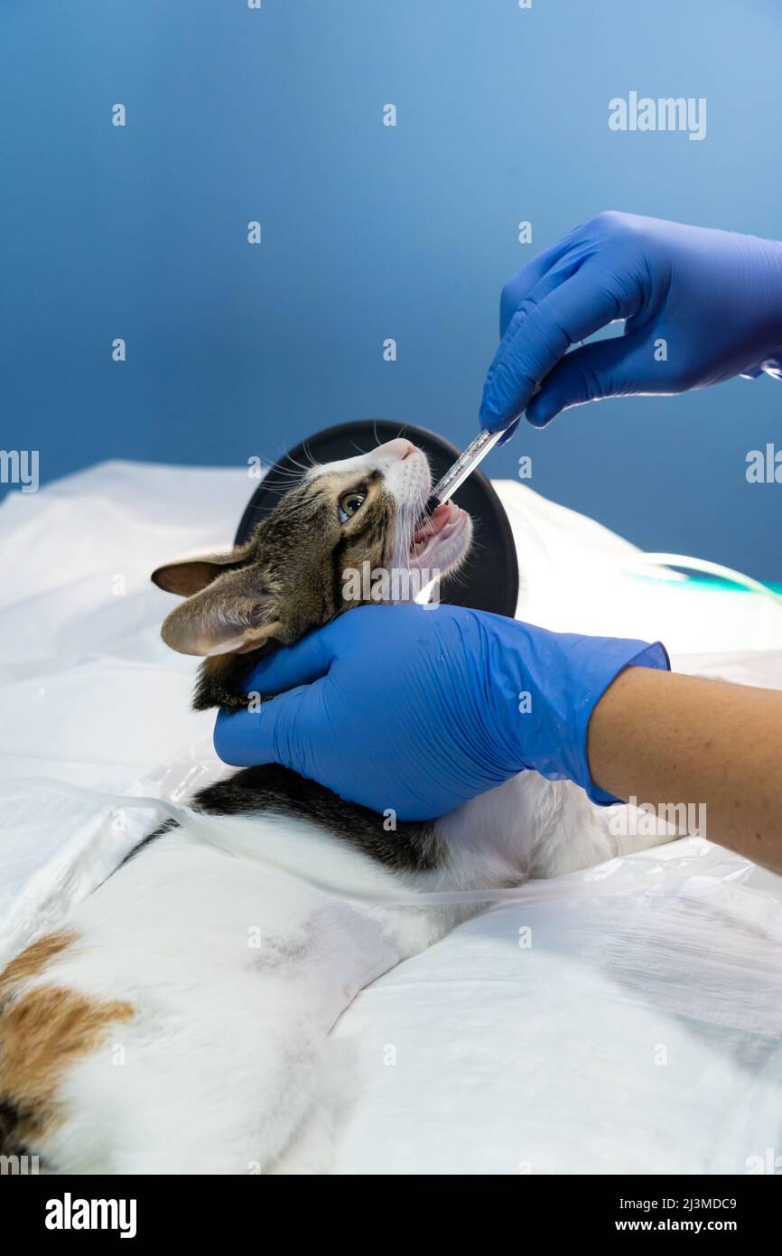 Endotracheal intubation in a sedated cat before a surgery Stock Photo