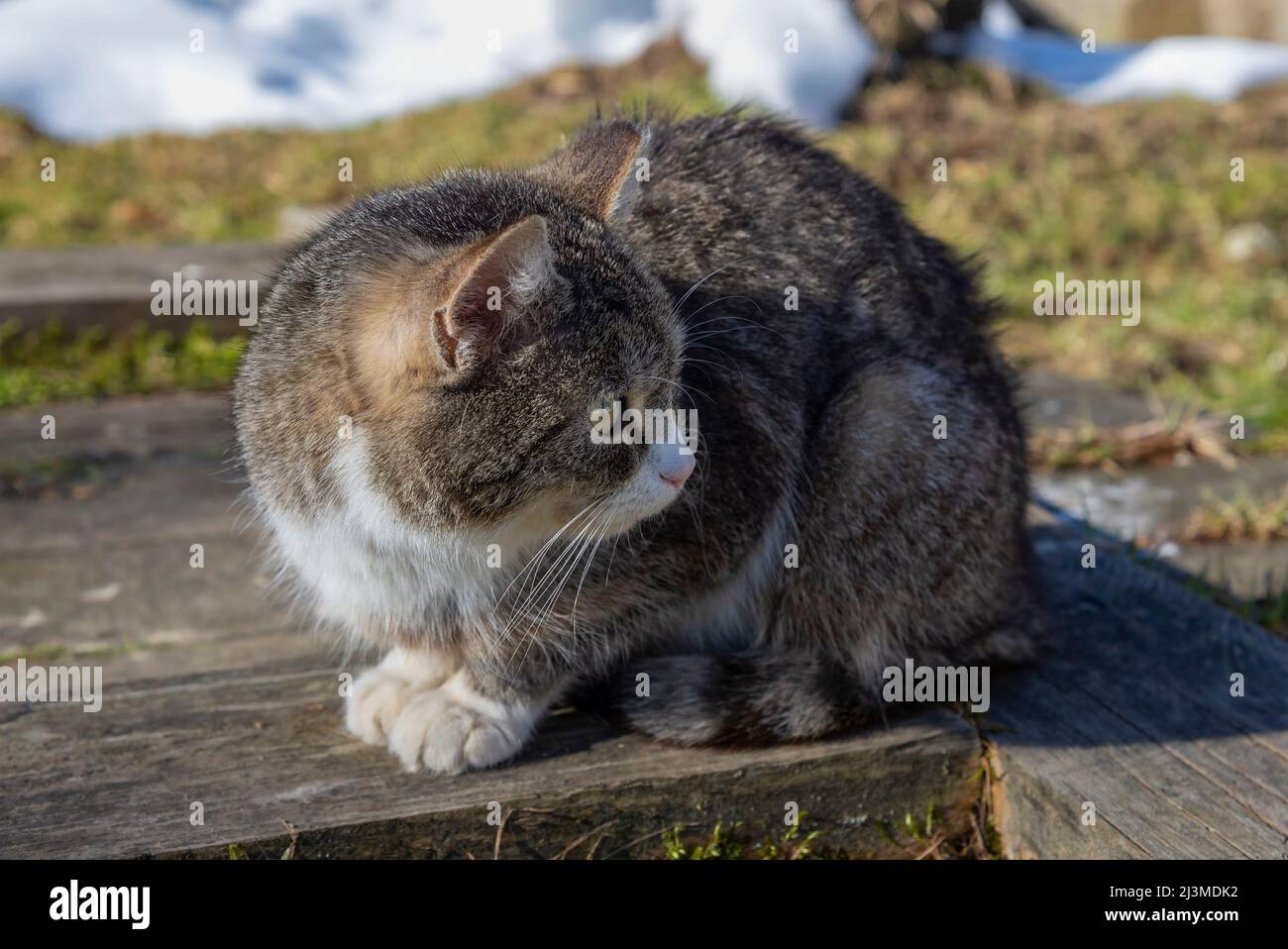 Kitten in the sun hi-res stock photography and images - Alamy