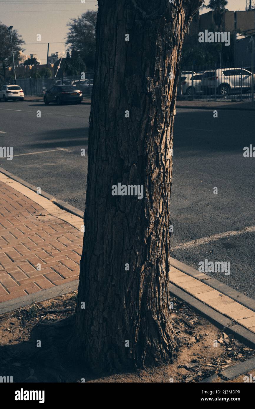 Tree trunk on street hi-res stock photography and images - Alamy
