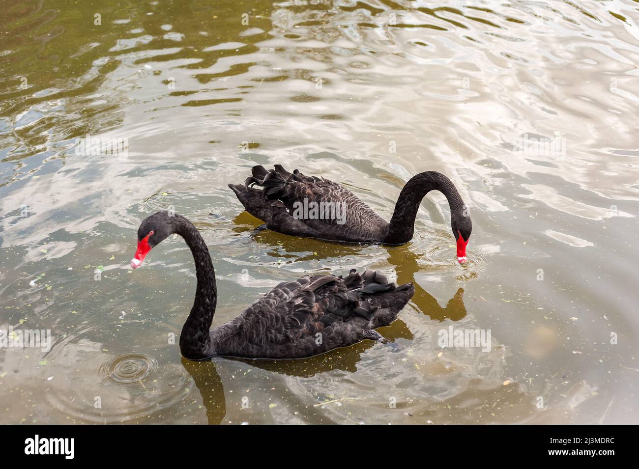 Two black swans floating on a dirty lake in polluted water Stock Photo