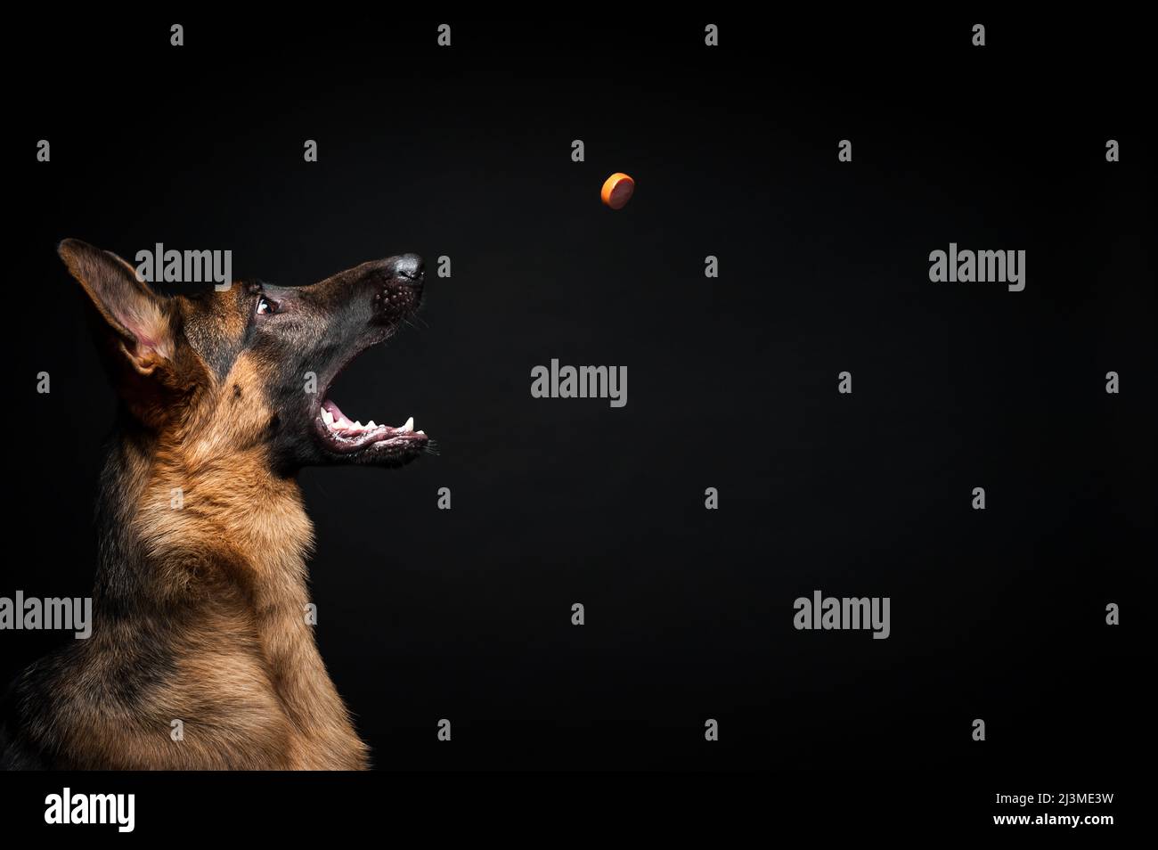 Portrait of a German shepherd with an open mouth. she catches a sausage, in front of an isolated black background. Close-up of a German shepherd in pr Stock Photo