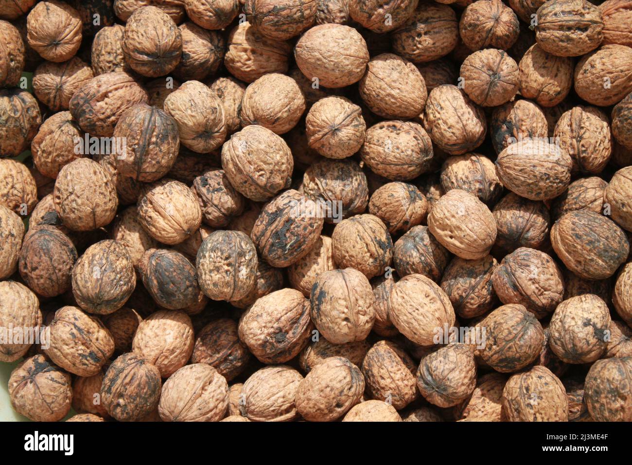 background with many ripe walnuts Stock Photo