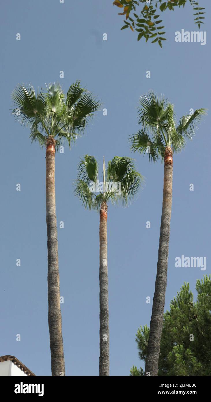 Tall palm trees against blue sky in Andalusian village Stock Photo