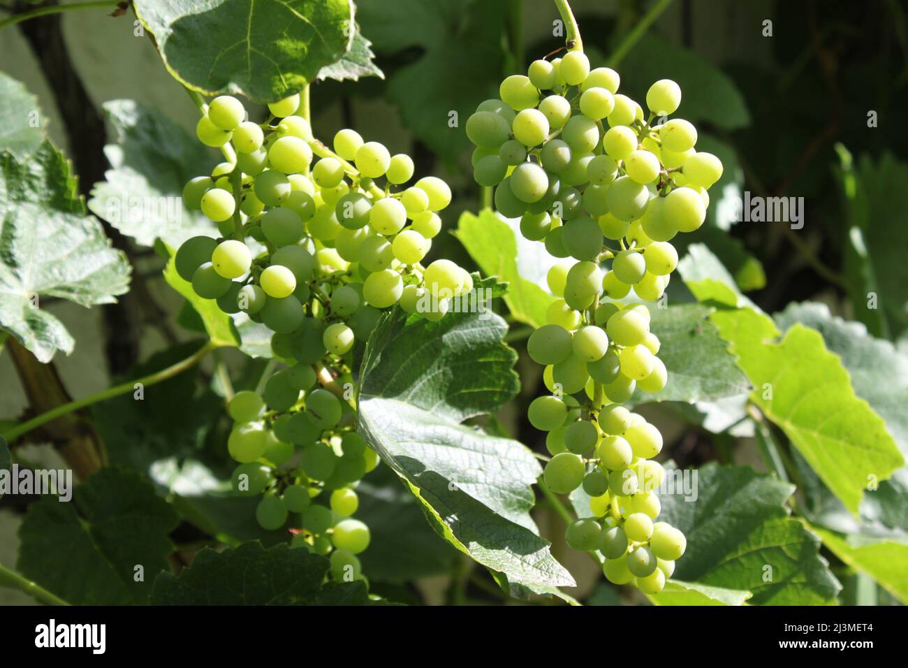 grapes in the garden Stock Photo - Alamy