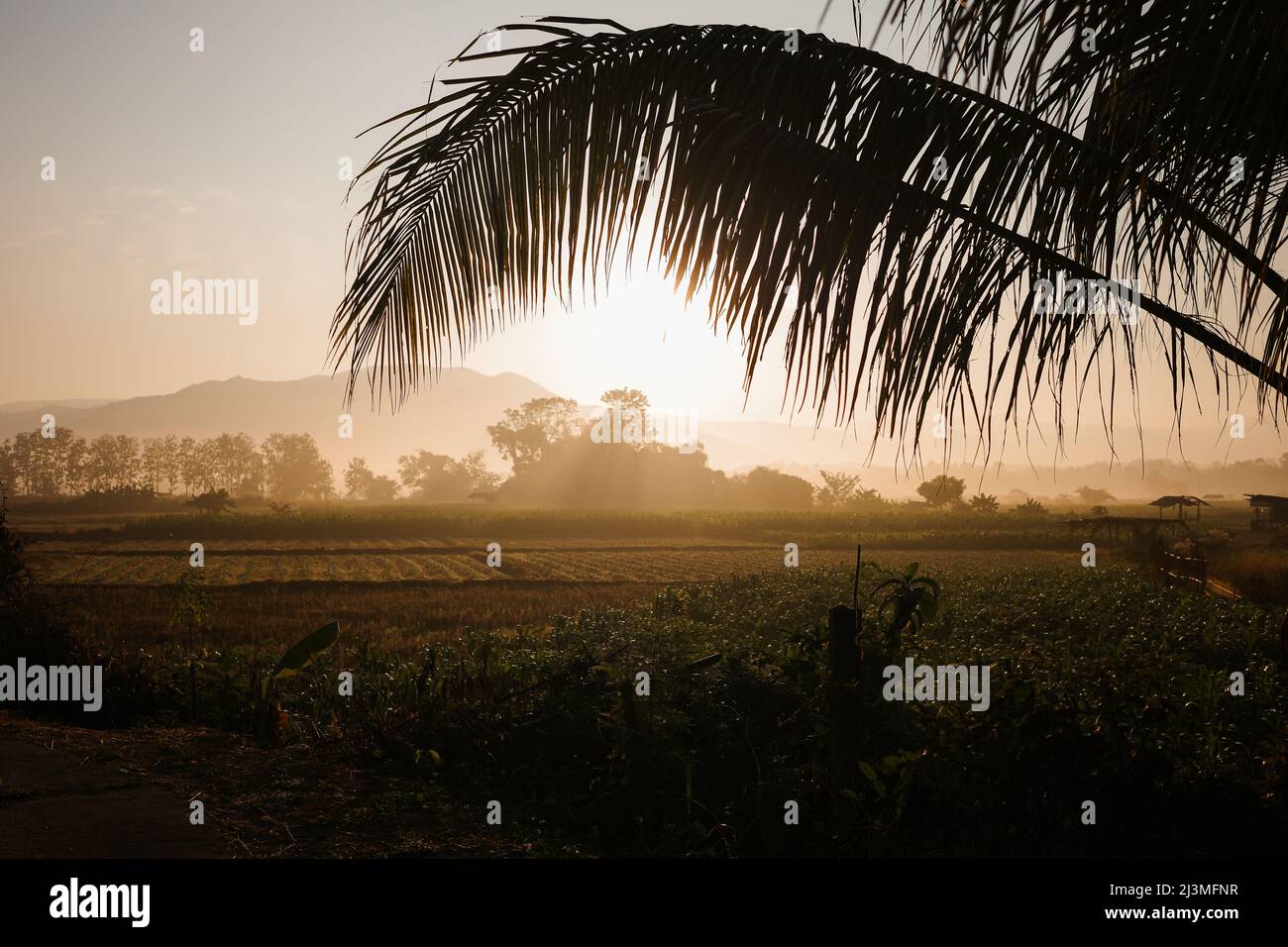 Close focus on foreground of coconut branches and leaves with background of rice field and trees, the golden light from sunrise shining over hazy moun Stock Photo