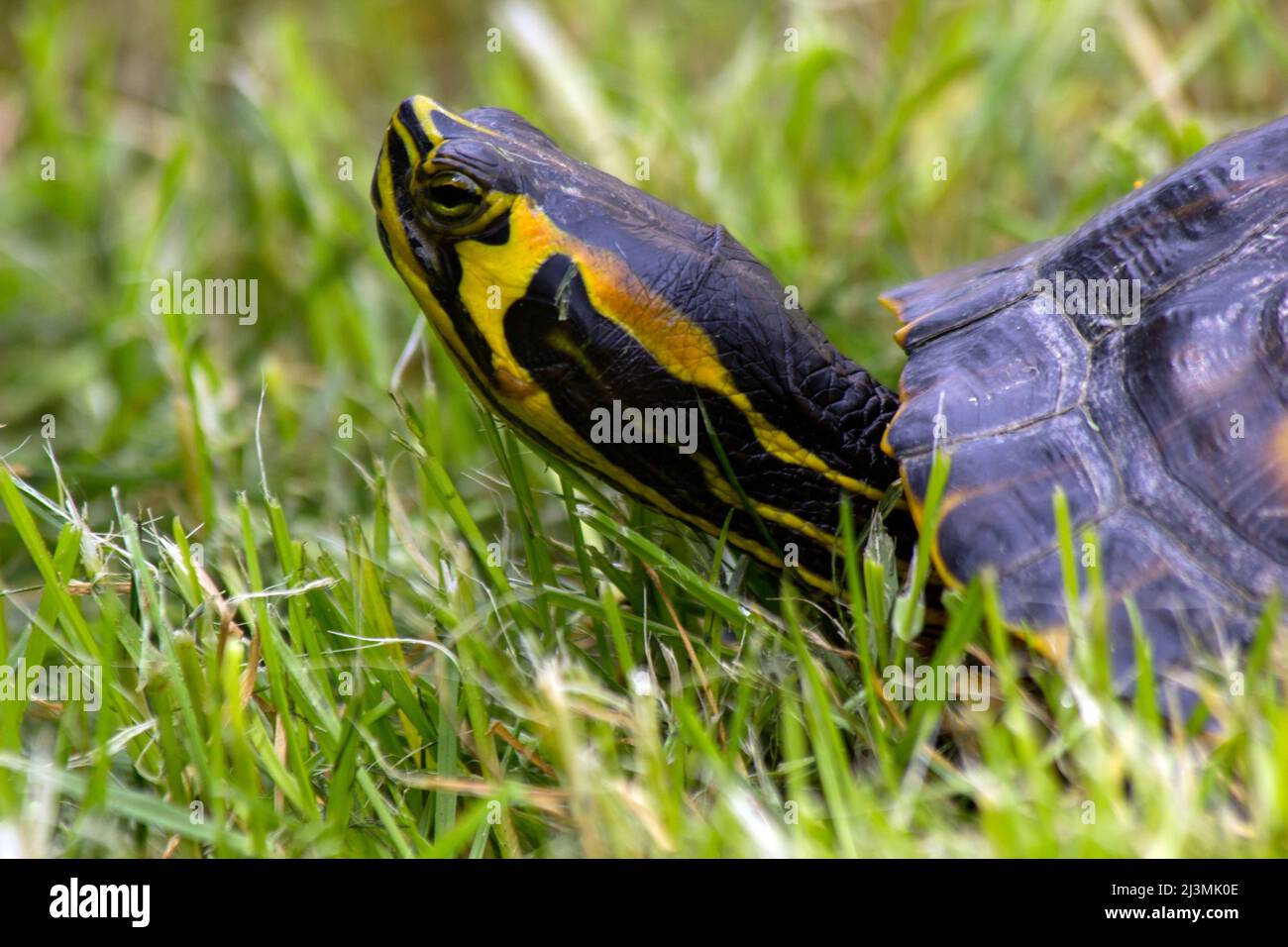 Turtle resting on a meadow Stock Photo Alamy