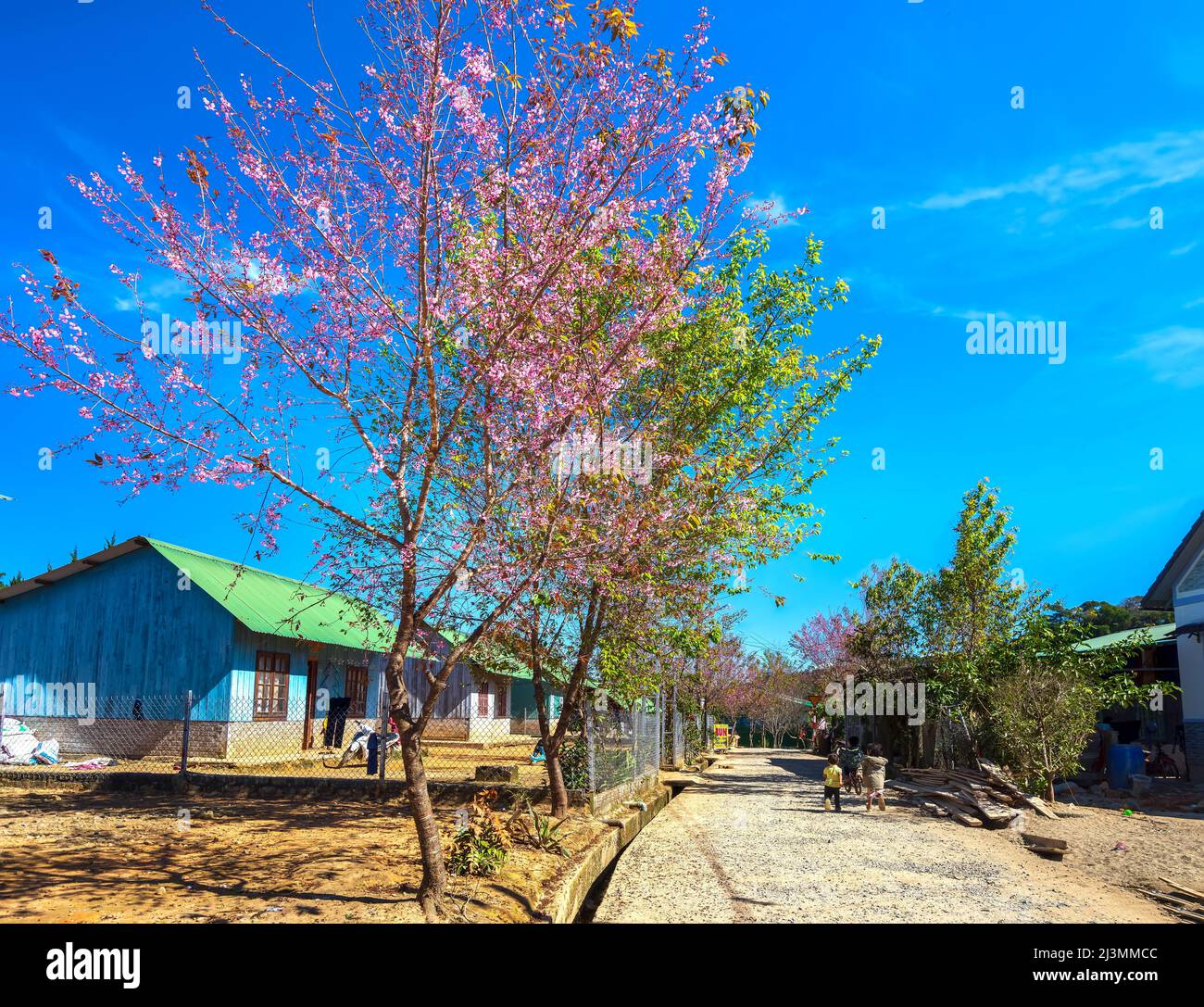 Cherry apricot trees blooming on a sunny spring morning in front of a