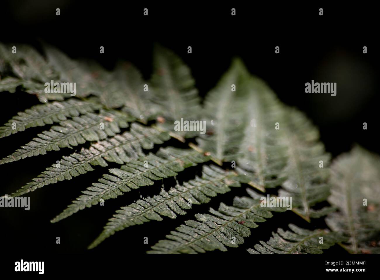 Fern on dark background. Fern plant in forest. Green leaves. Stock Photo
