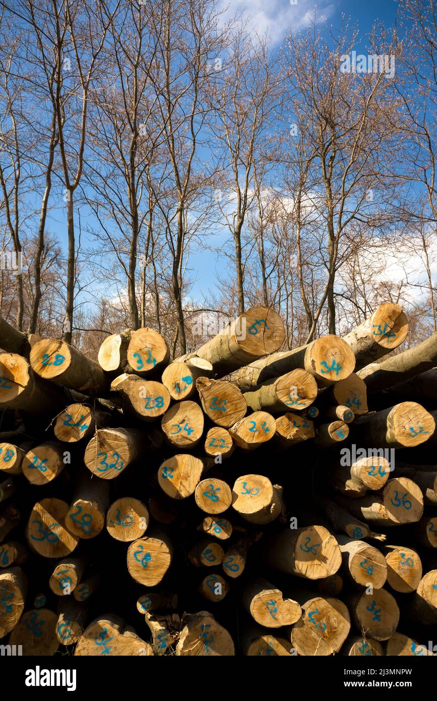 Stack of numbered logs in the forest Stock Photo