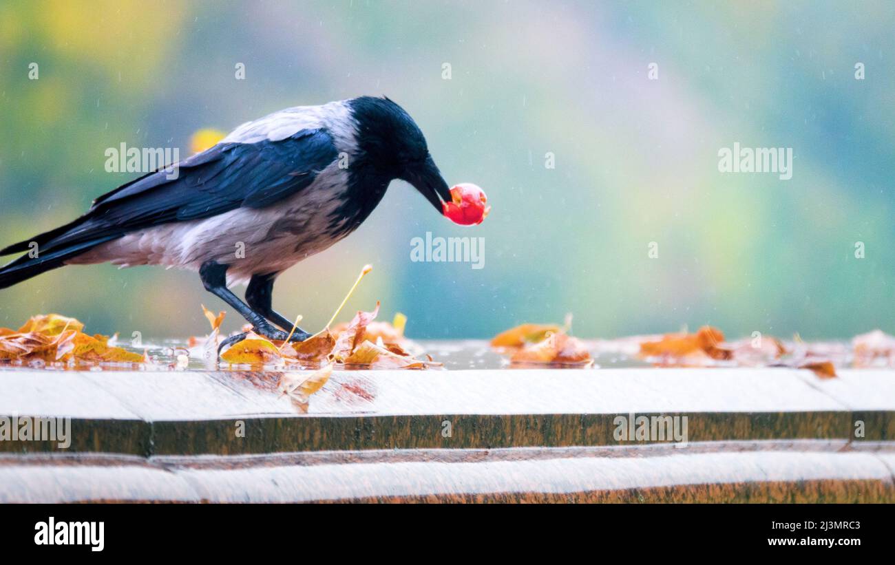 Gray crow (Corvus cornix) eats apples during the autumn fruiting period (especially the seeds). Seasonal changes in feeding behavior. Food opportunism Stock Photo