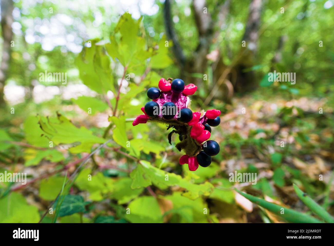 Greenwood. Red and black berries of a autumn deciduous forest herbaceous plant, as Christopher herb (Actaea spicata), forest with grass layer, undergr Stock Photo