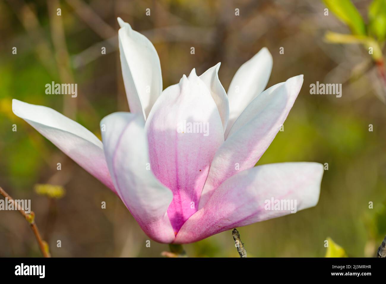 Pink magnolia flowers in the garden. Blooming magnolia on a branch ...