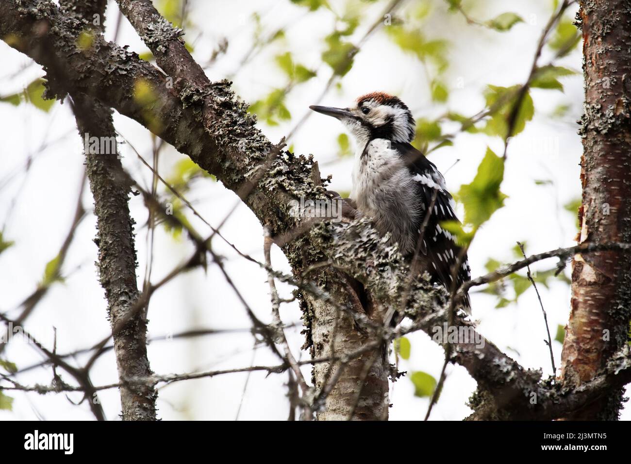 Beautiful detached birch silver bark on the trunk of a birch and White-backed woodpecker (Dendrocopos leucotos, male, juv) Stock Photo