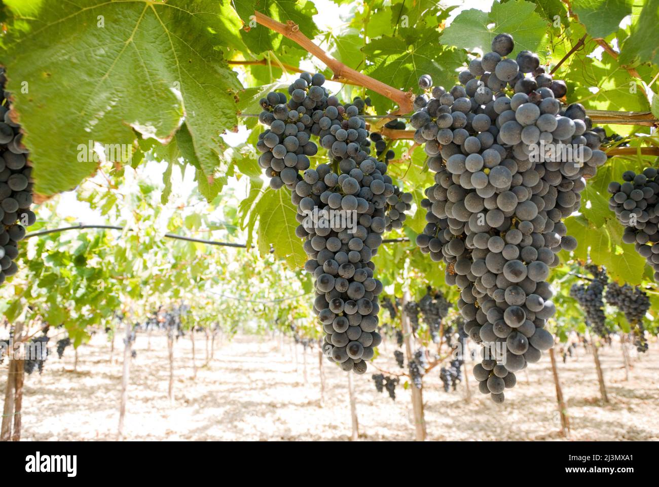 grapes of black vine ripe Stock Photo