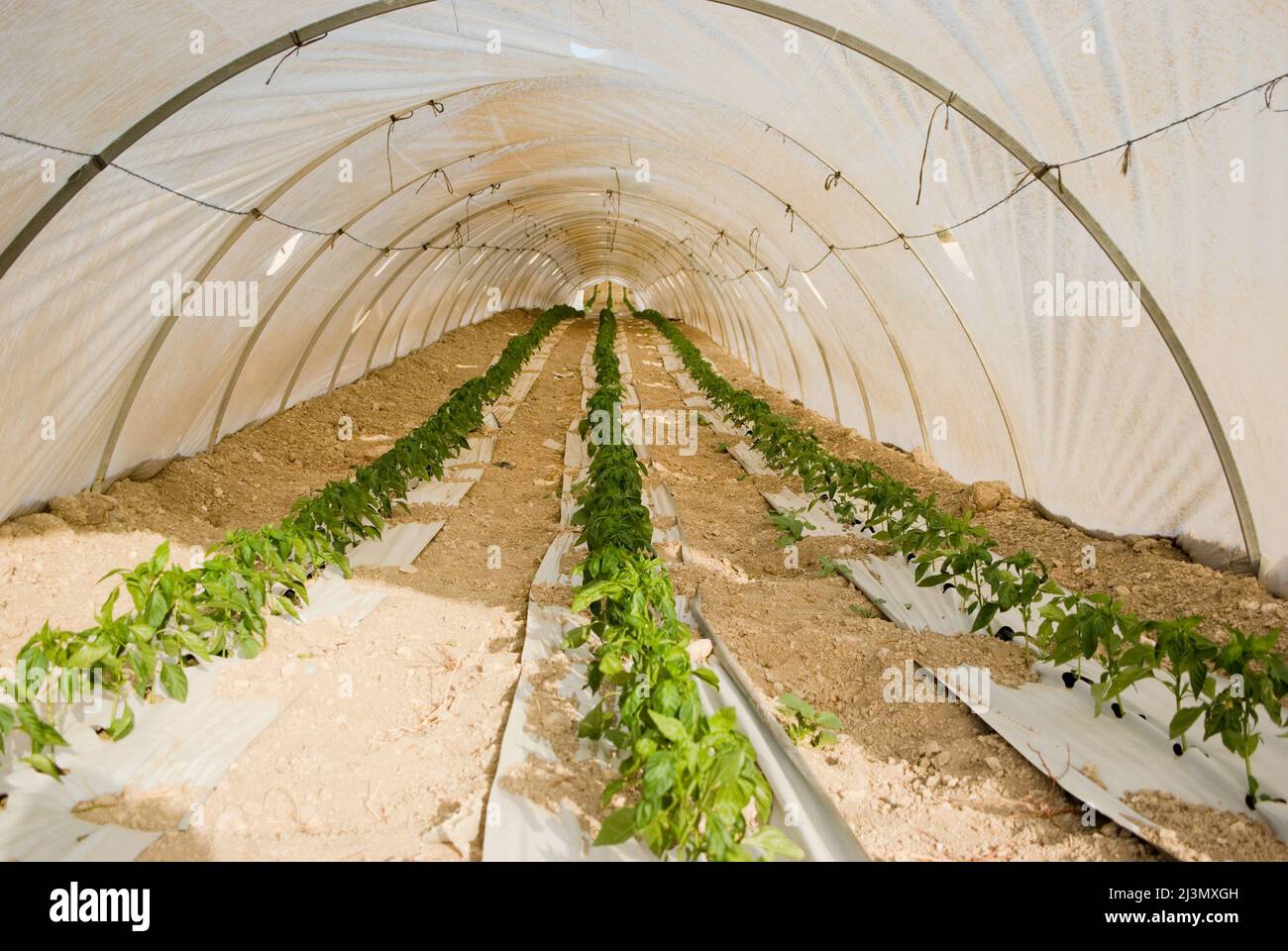 plantation in a tunnel of greenhouse Stock Photo