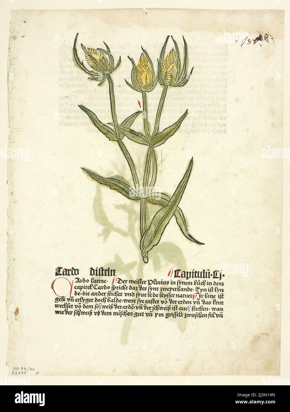 Thistle (recto) and Thistle buds (verso) from Gart Der Gesundheit (also