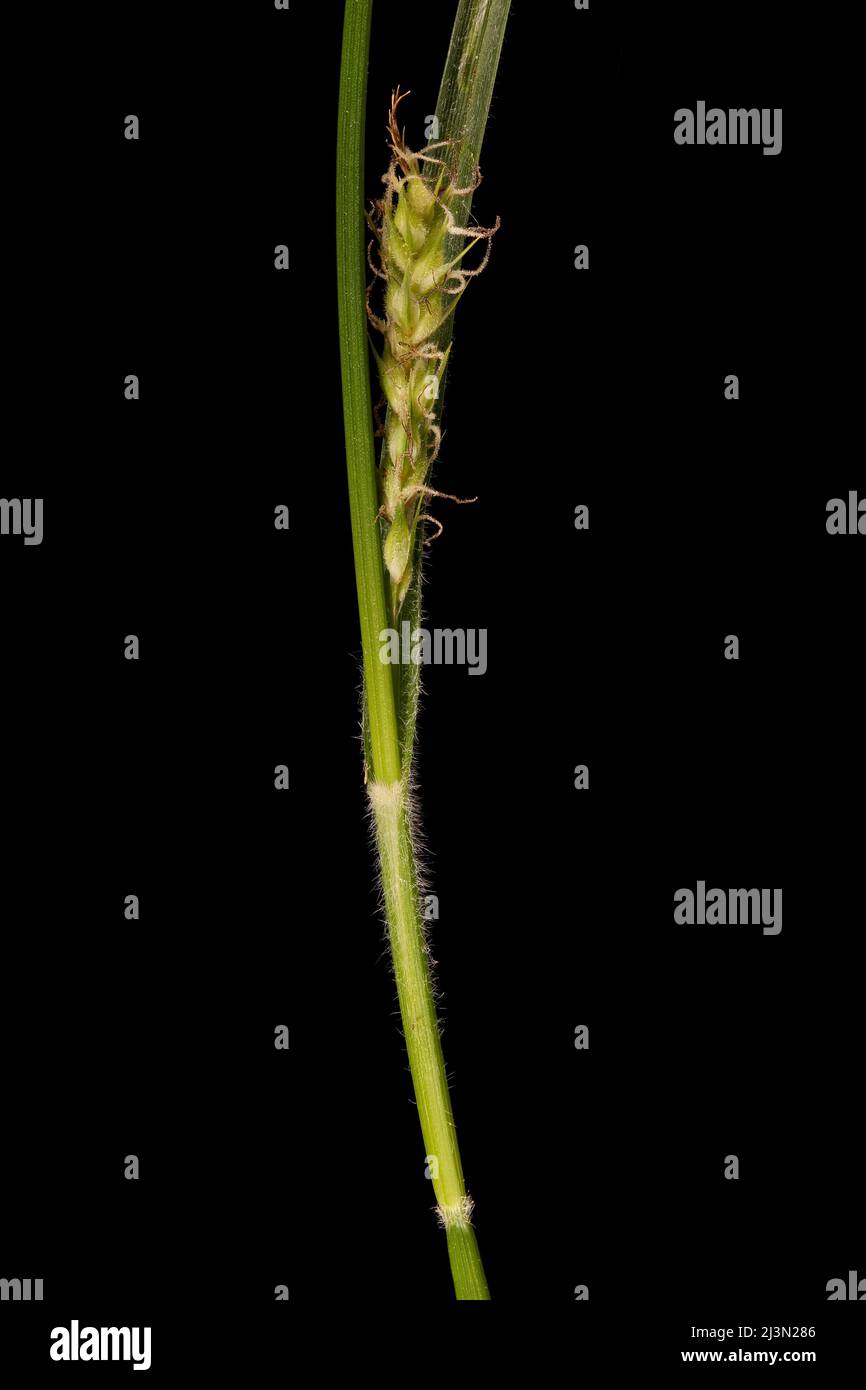 Hairy Sedge (Carex hirta). Female Spike Closeup Stock Photo