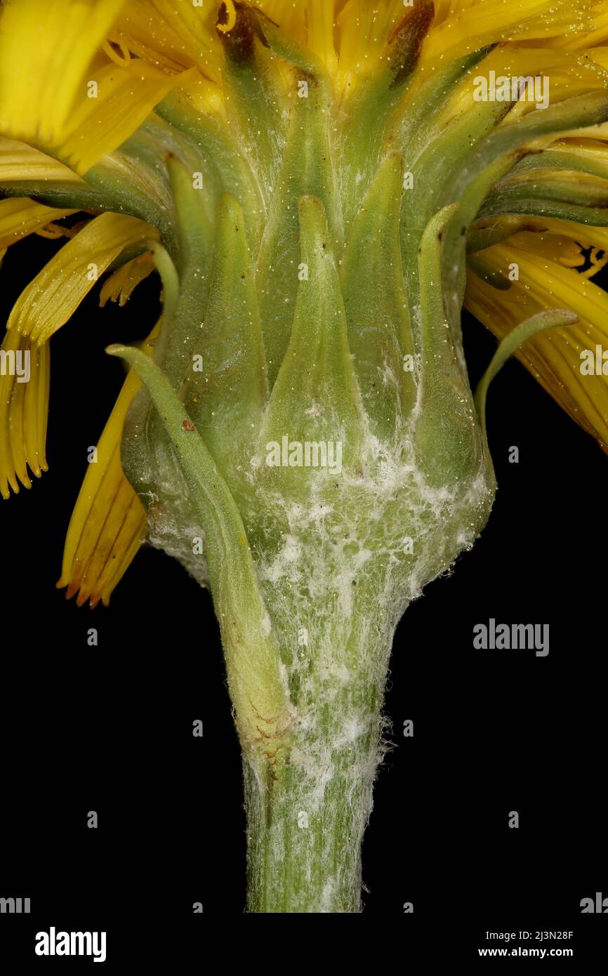 Viper's Grass (Scorzonera humilis). Involucre Closeup Stock Photo
