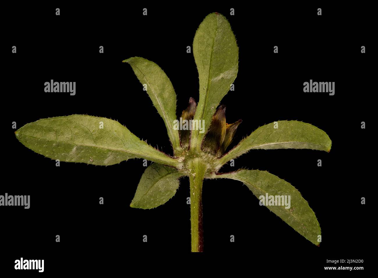 Trifid Bur-Marigold (Bidens tripartita). Flowering Capitulum Closeup Stock Photo