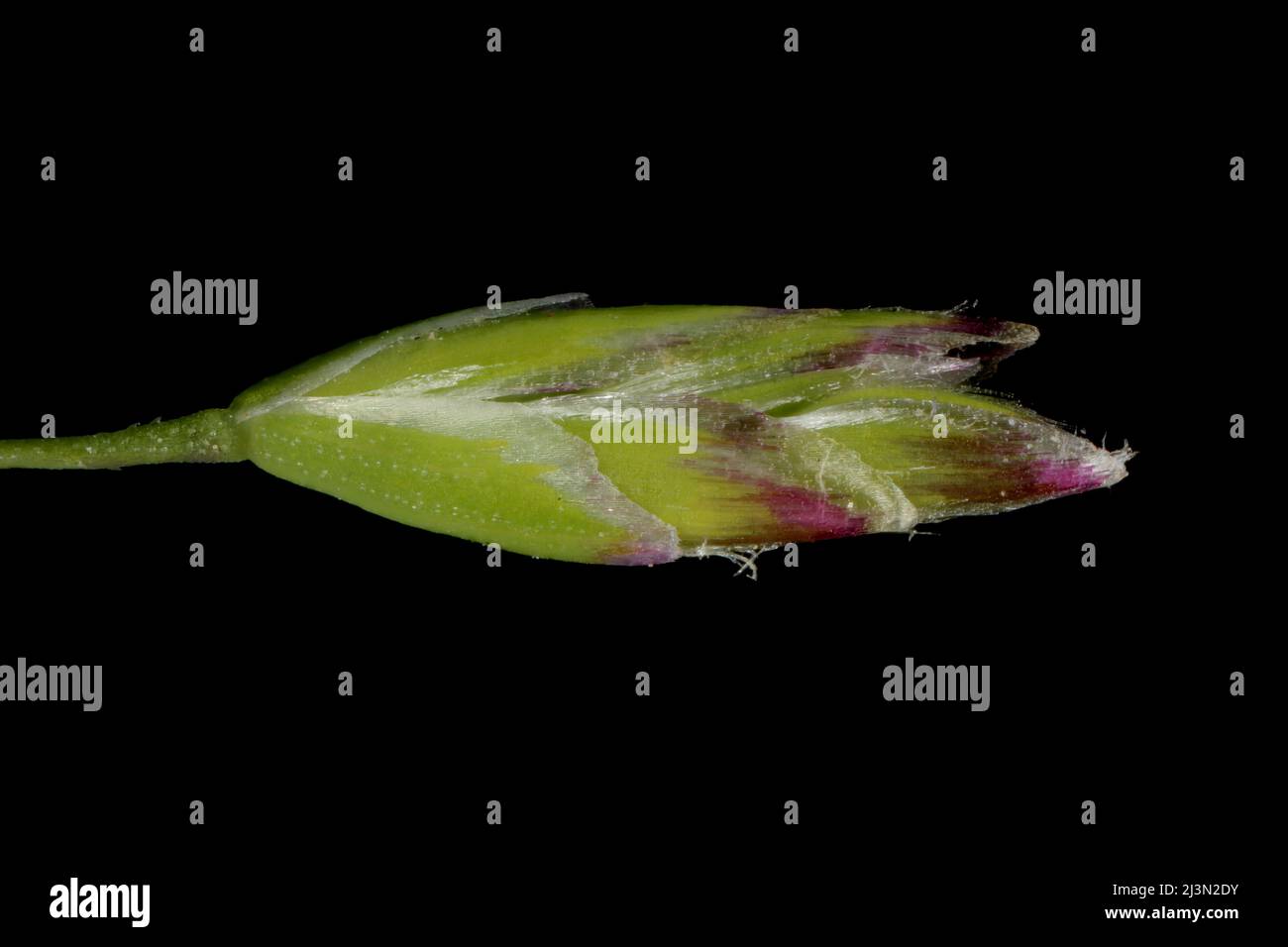 Annual Meadow Grass (Poa annua). Spikelet Closeup Stock Photo